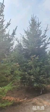 高度200厘米云杉