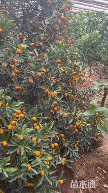 高度200厘米金桔