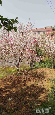120公分青叶碧桃