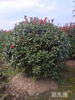 冠幅150厘米红叶石楠球