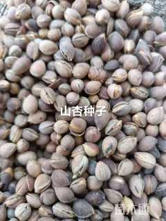 1公分山杏