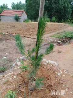 高度60厘米油松小苗