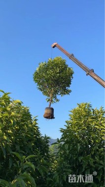 8公分白玉兰
