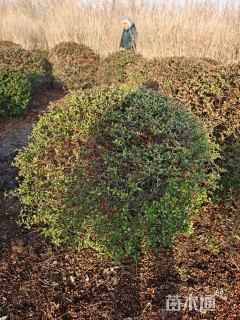 冠幅150厘米火棘球