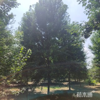 20公分美国红枫