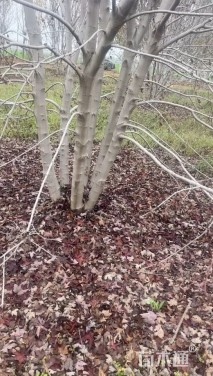 高度800厘米丛生美国红枫