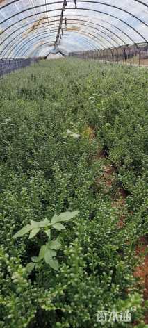 高度40厘米龟甲冬青