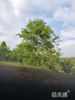 25公分朴树
