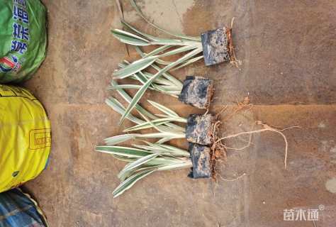 高度25厘米山管兰