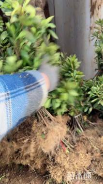 高度35厘米毛鹃小苗