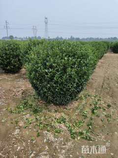 冠幅150厘米大叶黄杨球