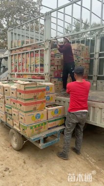 高度22厘米羽扇豆