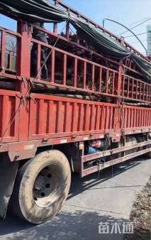 8公分香樟