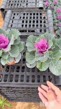 高度20厘米羽衣甘蓝
