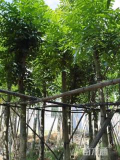 10公分桃花心木