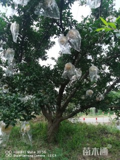 高度300厘米石榴