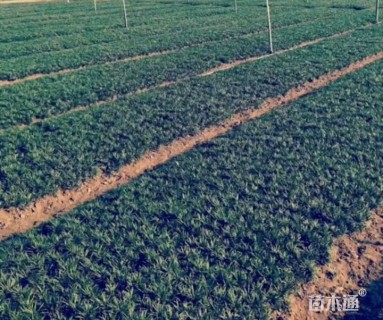 高度10厘米玉龙草