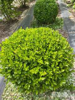 冠幅200厘米卫矛球