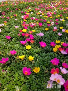 高度12厘米太阳花