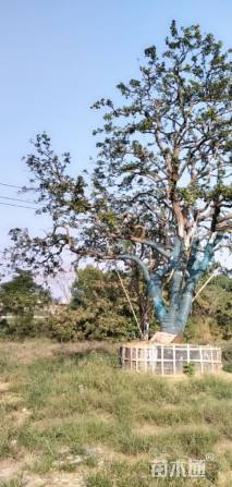 50公分(3杆)丛生香橼