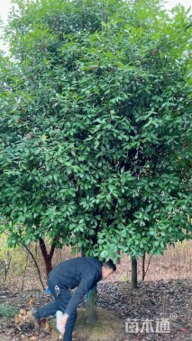 12公分红叶石楠