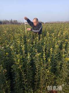 高度60厘米大叶黄杨