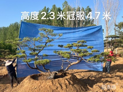 15公分造型油松