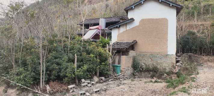 100公分蓝花楹