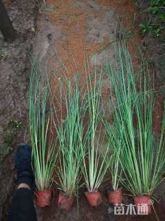 高度50厘米矮蒲苇