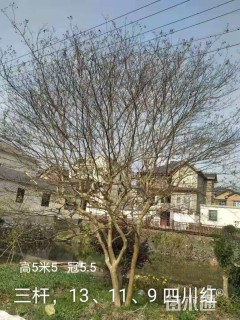 高度550厘米丛生紫薇