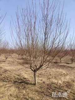 11公分红叶碧桃