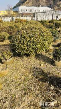 高度120厘米胡颓子