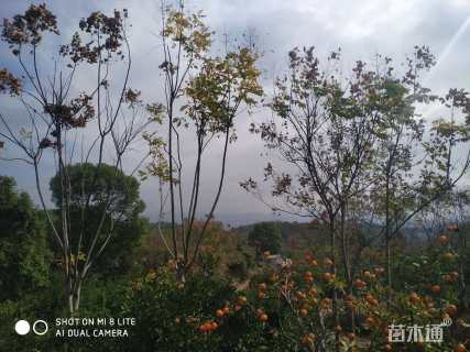 15公分黄山栾树