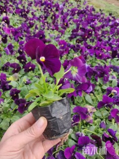 高度20厘米三色堇