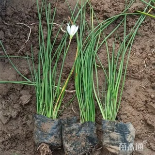 高度18厘米葱兰