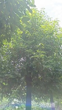18公分香樟