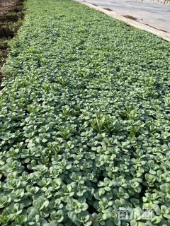 高度10厘米八宝景天