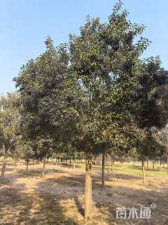 23公分大叶女贞