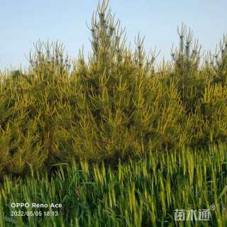 高度250厘米白皮松