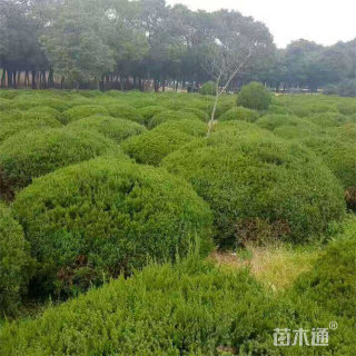冠幅120厘米龙柏球