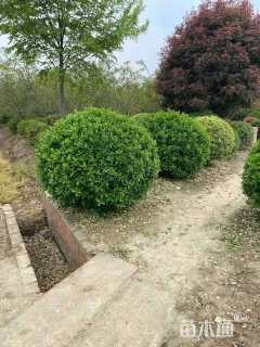 冠幅150厘米冬青球