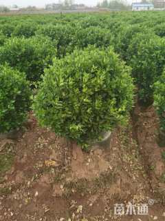 冠幅70厘米大叶黄杨球