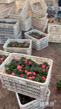 高度20厘米四季海棠