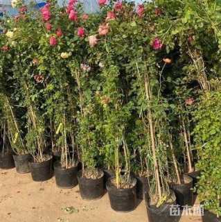 100厘米藤本月季