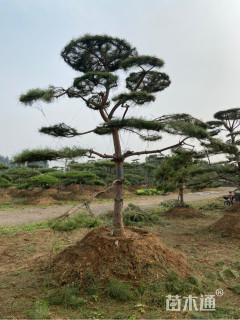 15公分造型油松