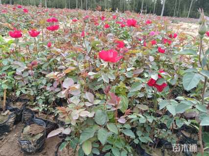 高度60厘米大花月季