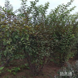 高度200厘米丛生榆叶梅