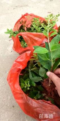 高度10厘米木绣球