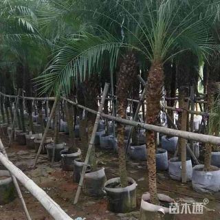 裸干高100厘米美丽针葵