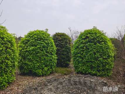 高度250厘米丛生桂花